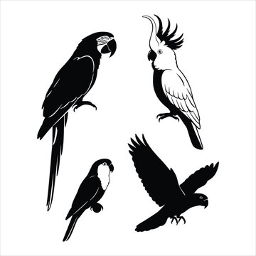 Collection of four parrot illustrations, isolated on white background, showcasing various species in different poses, perfect for wildlife and nature designs
