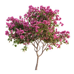 Obraz premium Bougainvillea Glabra Tree isolated on transparent background
