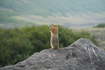 Close-up of a prairie dog holding a nut in its paws on a sunny day. High resolution wildlife photo