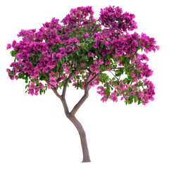 Fototapeta premium Bougainvillea Glabra Tree isolated on transparent background