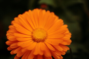 A bright orange daisy flower on a dark green background. The photo is a bit blurry.