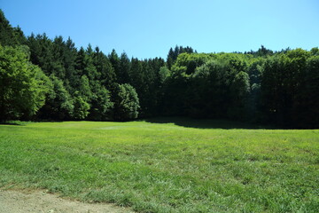 Open Meadow Surrounded by Dense Forest Vegetation