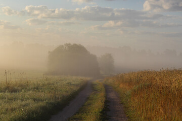 Fototapeta premium Misty Country Road at Sunrise