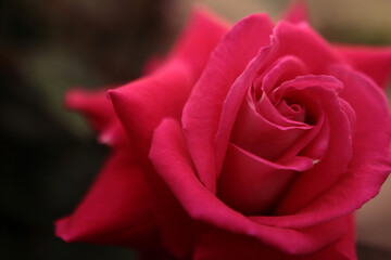 A very beautiful red rose bud. The petals are clearly visible
