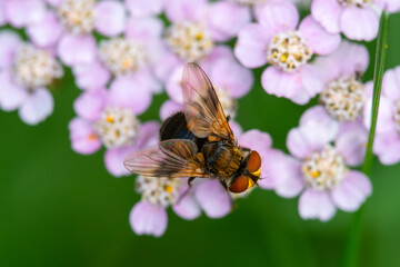 Macro photo of fly sitting on flower