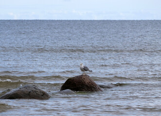 Seagull resting on a sea rock - A peaceful coastal wildlife scene featuring a seabird resting on a boulder in the water