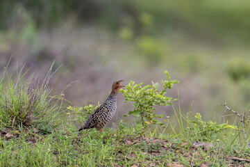 Painted francolin or painted partridge (Francolinus pictus) at Baramati, Bhigwan, Maharashtra, India.