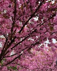 Cherry Blossom Canopy in Full Bloom