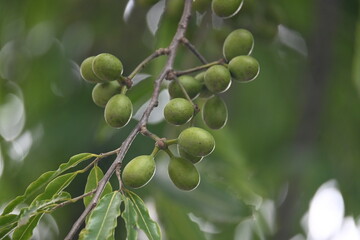 Polyalthia longifolia fruits in the tree. Its tree other names Ashoka, glodokan, glodogan tiang, False Ashok Tree. 
The bark of this trees is used in making many Ayurvedic medicines.