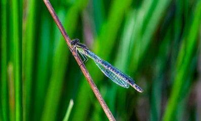 Macro shot of dragonfly in green meadow