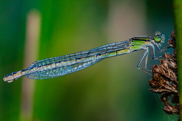 Close up of dragonfly with transparent wings