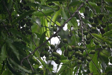 Polyalthia longifolia fruits in the tree. Its tree other names Ashoka, glodokan, glodogan tiang, False Ashok Tree. 
The bark of this trees is used in making many Ayurvedic medicines.