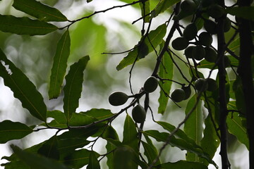 Polyalthia longifolia fruits in the tree. Its tree other names Ashoka, glodokan, glodogan tiang, False Ashok Tree. 
The bark of this trees is used in making many Ayurvedic medicines.