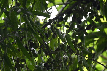 Polyalthia longifolia fruits in the tree. Its tree other names Ashoka, glodokan, glodogan tiang, False Ashok Tree. 
The bark of this trees is used in making many Ayurvedic medicines.