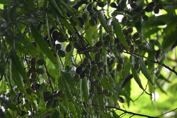 Polyalthia longifolia fruits in the tree. Its tree other names Ashoka, glodokan, glodogan tiang, False Ashok Tree. 
The bark of this trees is used in making many Ayurvedic medicines.