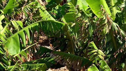 Lush Green Banana Plantations flourishing in a warm Tropical Environment filled with life