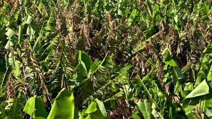 Lush Banana Plantations Thriving Under Bright and Warm Sunlight Creating a Beautiful Scene