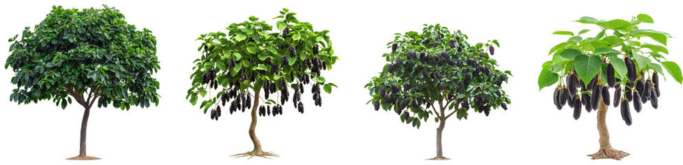 Obraz premium Velvet Bean (Mucuna) Tree isolated on transparent background