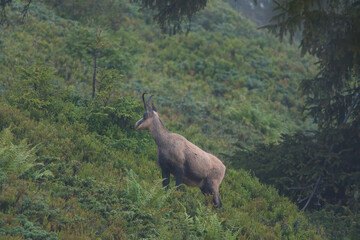 a old chamois female on a mountain meadow at a summer evening