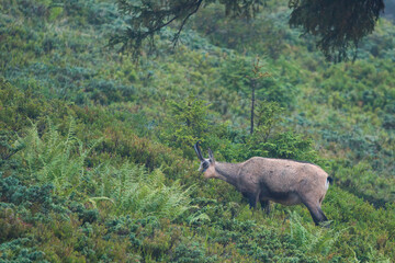 a old chamois female on a mountain meadow at a summer evening