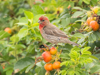 A brightly colored molting male House Finch perched amongst colorful wild rose hips