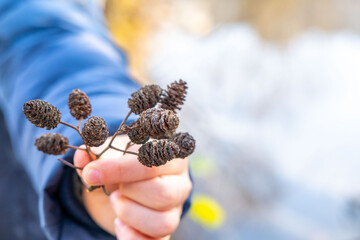Child holding branch dried alder cones, close-up shot, autumn Nature study moment, outdoor exploration, natural elements, seasonal discovery, seasonal nature collection, forest ecosystems