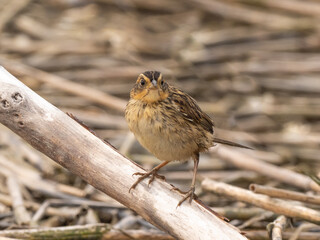 A juvenile Saltmarsh Sparrow perched up on a narrow branch