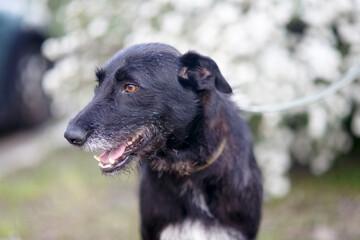 Fototapeta premium portrait of a black dog shorthaired pointer