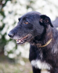 portrait of a black dog shorthaired pointer