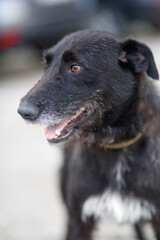 portrait of a black dog