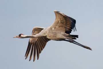 Flying Crane in Clear Sky