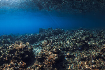 Tranquil underwater scene with living corals. Tropical sea with transparent blue water