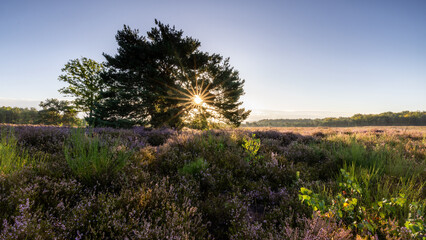 Mehlinger Heide fr&uuml;h am Morgen