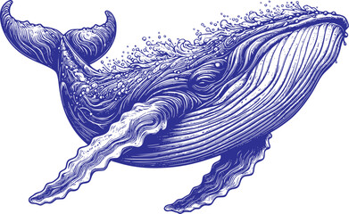 hand drawn illustration of a humpback whale © Koko