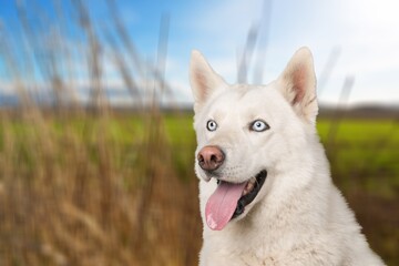 Portrait of a happy dog pet portraits in nature.