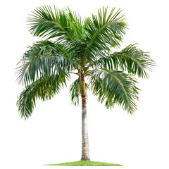 Betel Nut Palm Tree isolated on transparent background