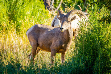 Close-up Portrait of a Desert Bighorn Sheep on a Sunny Day