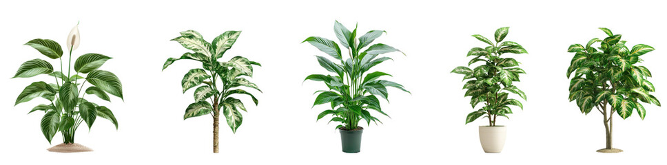Fototapeta premium Peace Lily Tree isolated on transparent background