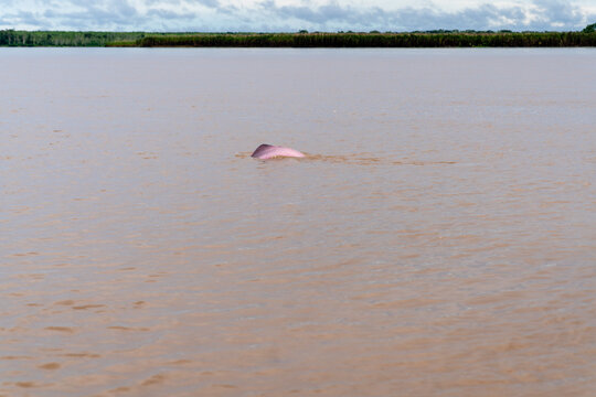 Seltener rosafarbener Flussdelfin schwimmt im schlammigen Wasser des Amazonas Flusses