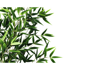 Naklejka premium green bamboo leaves on an isolated on a transparent background in PNG format.