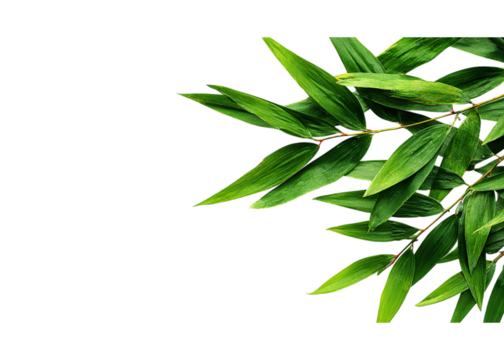green bamboo leaves on an isolated on a transparent background in PNG format.
