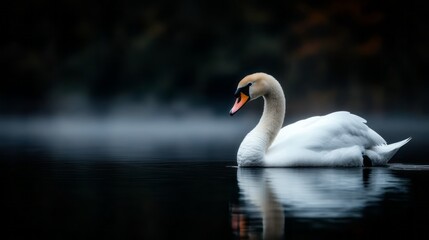 Obraz premium Elegant Swan Gliding Through Calm Water with Soft Mist in Tranquil Nature Setting