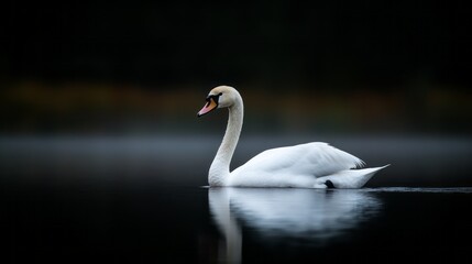 Fototapeta premium Elegant White Swan Gliding Calmly on Serene Dark Water Surface at Dusk