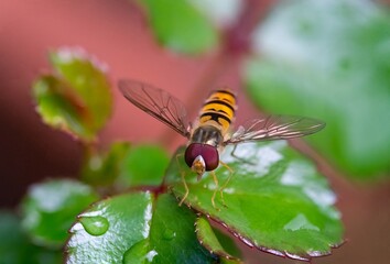 Close up of hoverfly sitting on green leaf