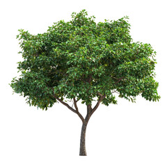 Black Pepper Tree isolated on transparent background