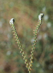 Macro of European heliotrope wild flower
