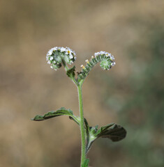 Macro of heliotrope spiral inflorescence