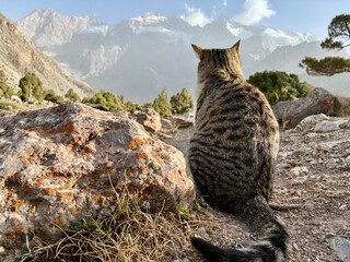 Cute tabby cat sitting back view observing beautiful mountains in Tajikistan