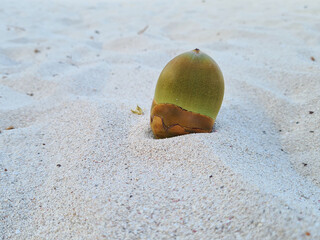 tiny young coconut fallen into white sand on a tropical beach