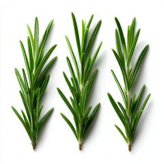 Three fresh rosemary sprigs isolated on white background
